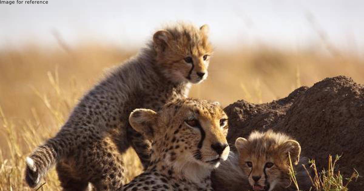 Cheetah Reintroduction Project to take off on PM Modi's birthday